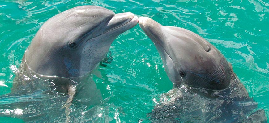 Дельфины часто насвистывают своё имя