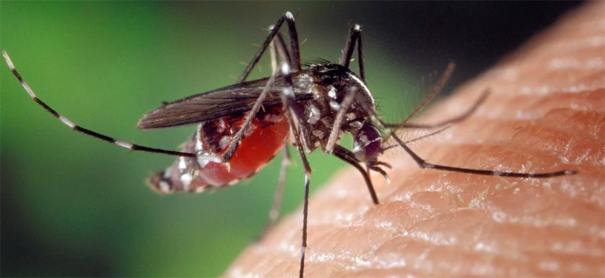 Комары выбирают жертв – носителей вирусов по запаху