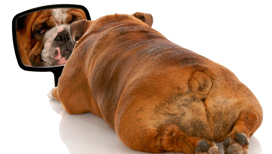 Огурцы могут быть особенно полезны для собак, которым необходимо похудеть