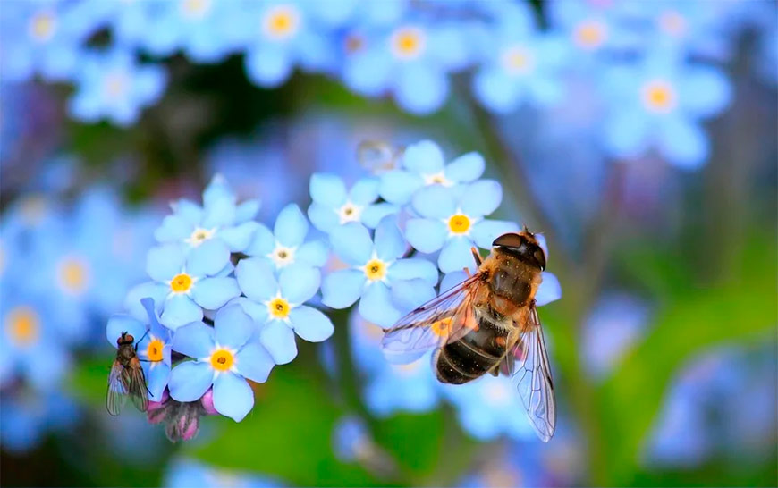 Пчёлы опыляют растения во время цветения.