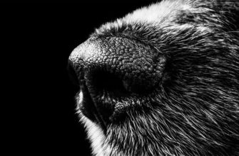 Исследование показало, что собаки «видят» своим носом
