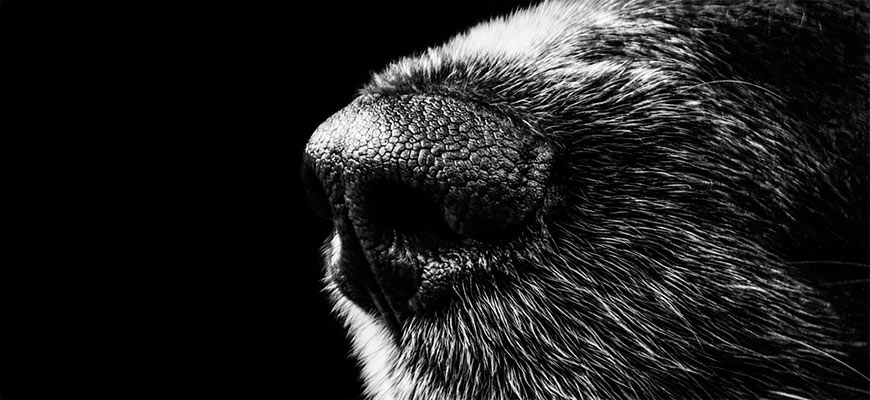 Исследование показало, что собаки «видят» своим носом