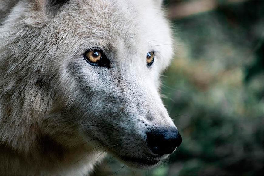 Люди приручили волков, превратив их в собак, около 40’000 лет назад