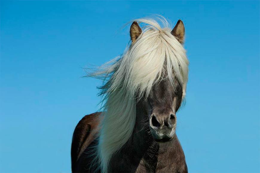 Голова лошади – это преимущественно носовой орган