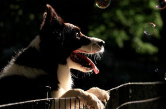 Одаренность собак связана с их игривостью