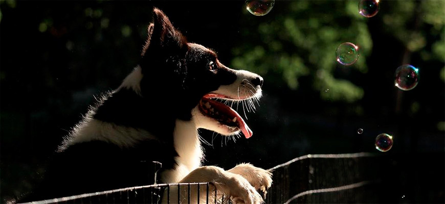Одаренность собак связана с их игривостью