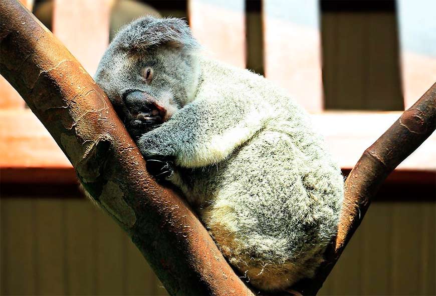 Нет, мы не призываем вас превращаться в коалу. Просто высыпайтесь. Смотрите, как она сладко дремлет.