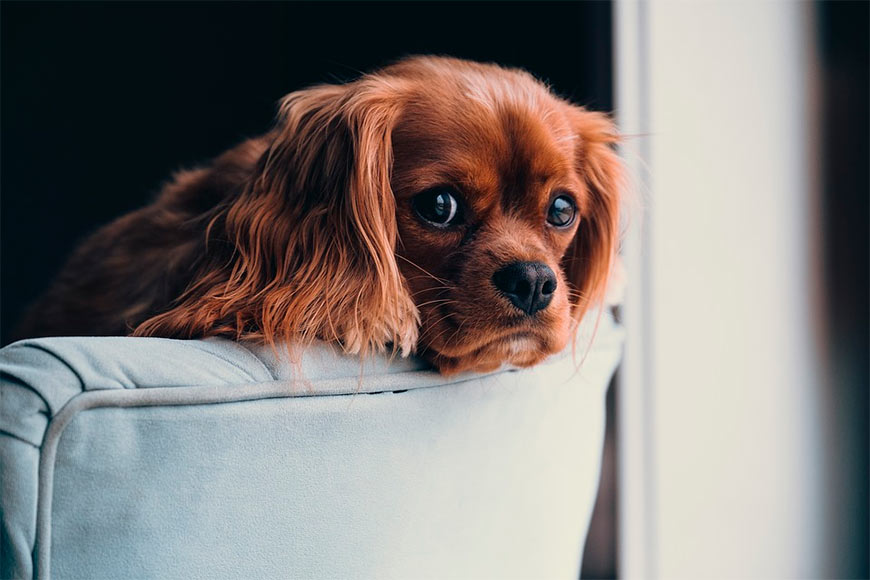 Учёные хотят узнать, какую роль играют слёзы в социальных отношения между собаками.