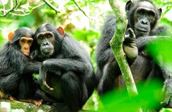Почему, расставаясь, шимпанзе никогда не прощаются