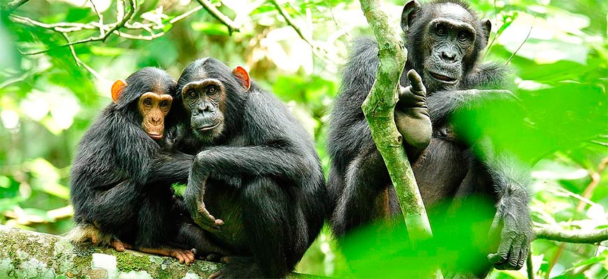 Почему, расставаясь, шимпанзе никогда не прощаются