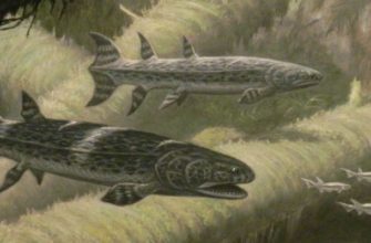 Обнаружена древнейшая рыба, охотившаяся на предков человека