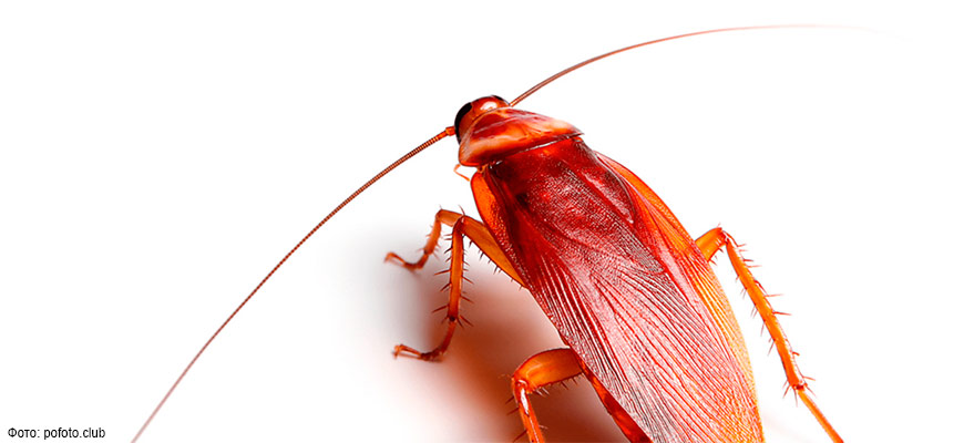 «Свадебный обряд» тараканов меняется в ответ на инсектициды