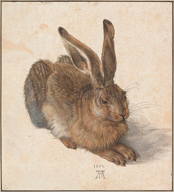 Альбрехт Дюрер, Молодой заяц, 1502