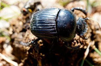 В пригороды Бордо подселяют навозных жуков