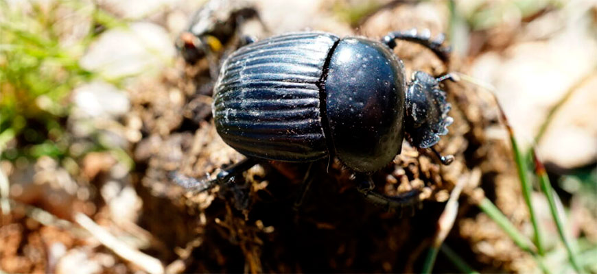 В пригороды Бордо подселяют навозных жуков