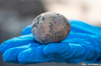 Археологи нашли и разбили 1000-летнее яйцо