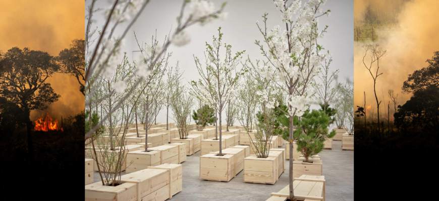 Почему выставка Йоко Оно закрылась? «Деревья погибли»