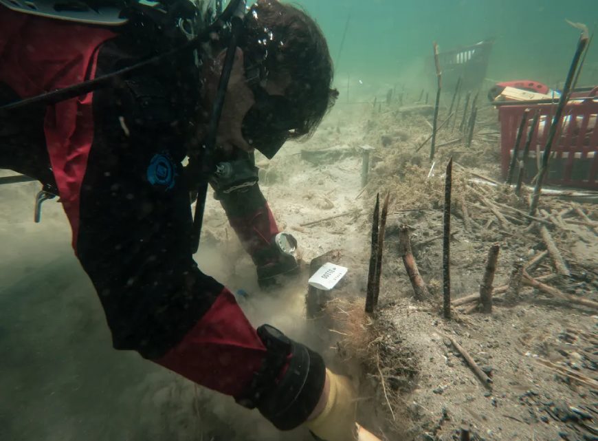Исследователи обнаружили остатки свай и десятки тысяч деревянных шипов.