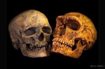 Выяснилось, почему у части людей больше генов неандертальца