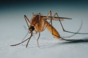 Самцы комаров, вероятно, тоже когда-то пили кровь