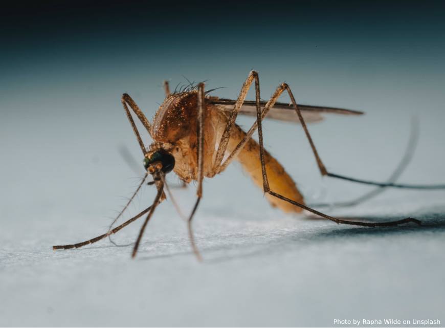 Самцы комаров, вероятно, тоже когда-то пили кровь