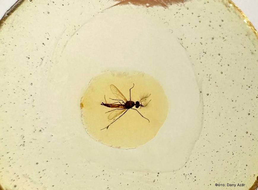 Один из комаров опубликованной работы сохранился в ливанском янтаре эпохи раннего мелового периода.