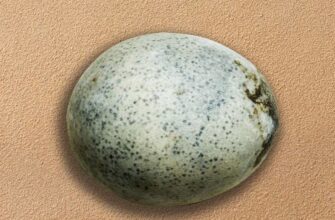Содержимое 1700-летнего яйца оказалось в полной сохранности