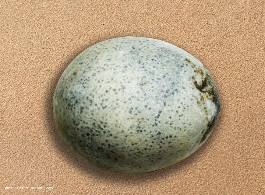 Содержимое 1700-летнего яйца оказалось в полной сохранности