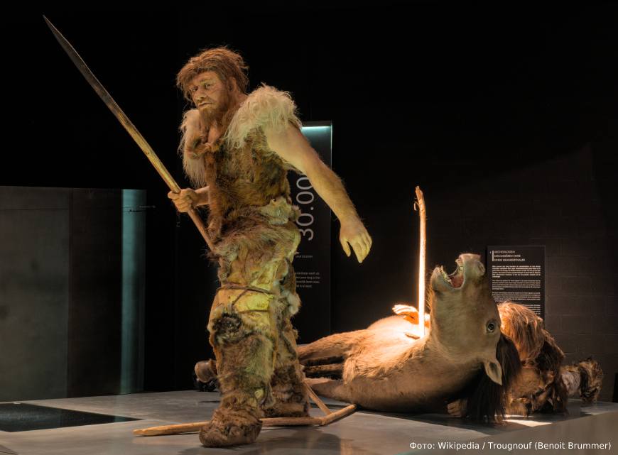 Реконструкция неандертальца, Галло-романский музей в Тонгерене (Бельгия).