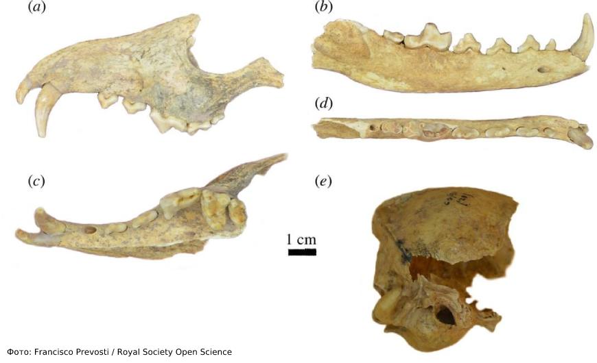 Исследователи изучили скелет лисы, чтобы узнать больше о ее рационе питания и генетике.