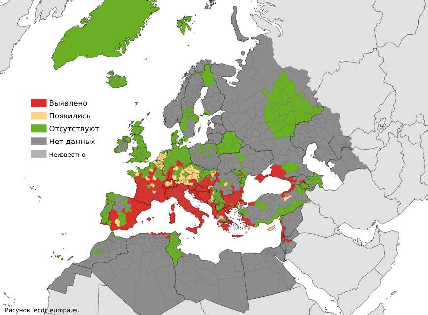 Места обитания инвазивного азиатского тигрового комара в Европе. Данные: Европейский центр профилактики и контроля заболеваний