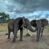 При встрече слоны энергично здороваются — выяснили учёные