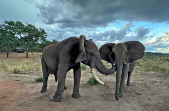 При встрече слоны энергично здороваются — выяснили учёные