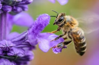 Пчёлы помогут обнаружить рак, считают учёные
