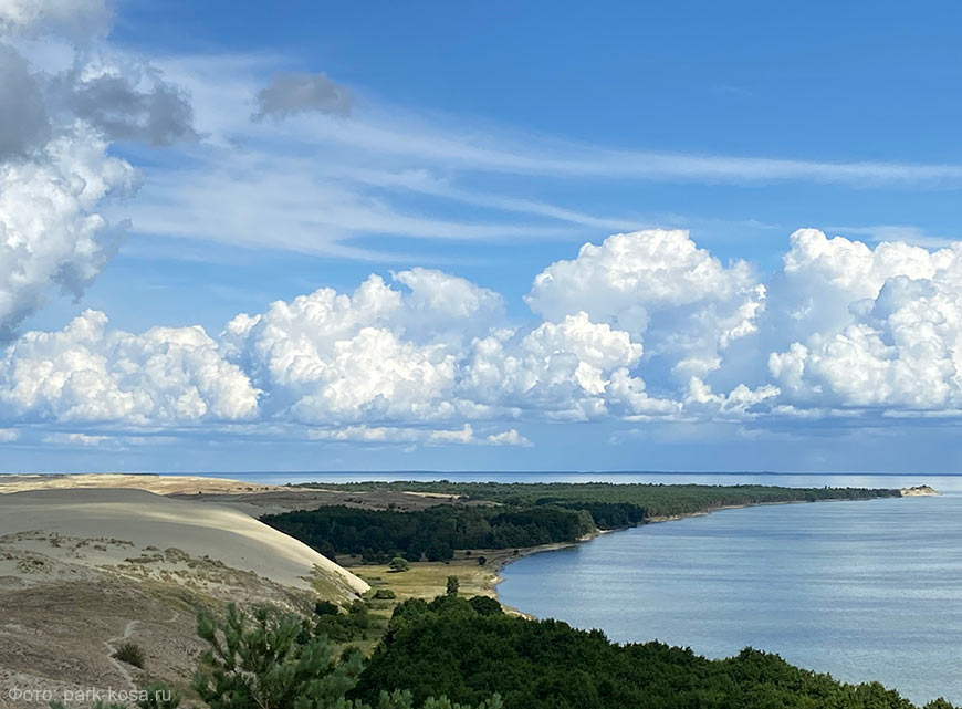 Куршская коса - место, любимое зябликом и сотней других птиц