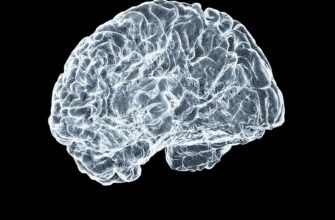 Мозг человека проходит 5 фаз, и взросление наступает после 30 лет