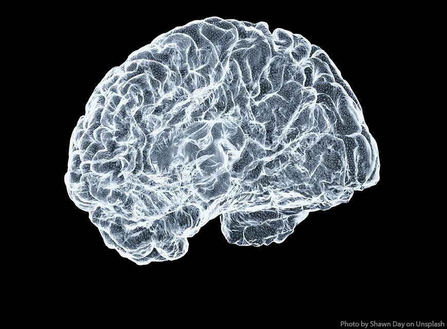 Мозг человека проходит 5 фаз, и взросление наступает после 30 лет