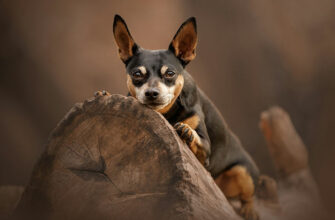 В каждой собаке скрывается волк, говорит анализ тысяч ДНК