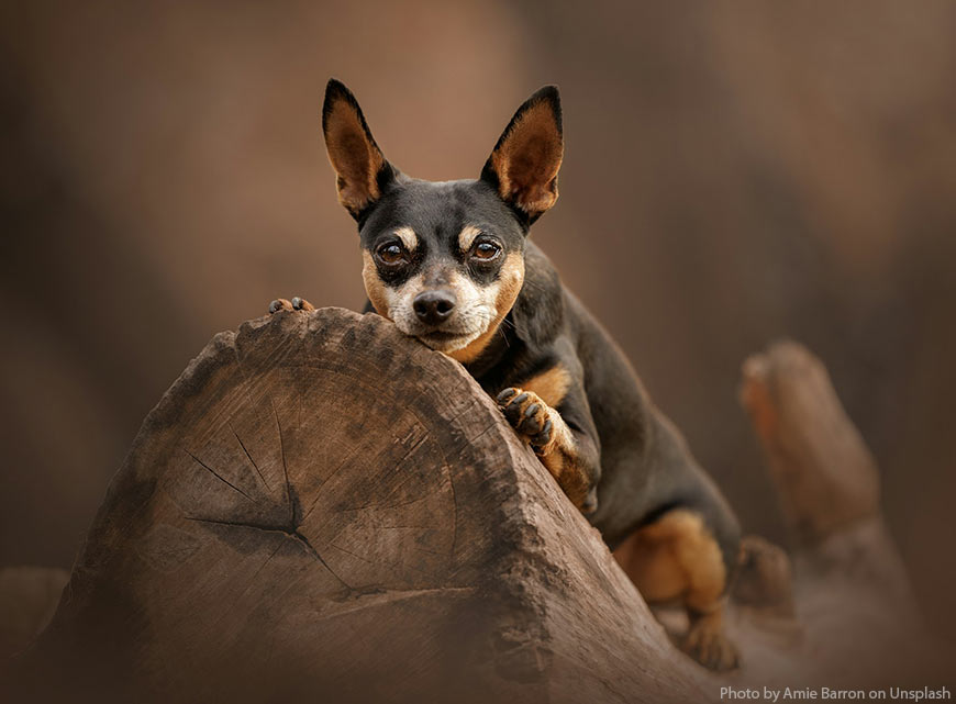В каждой собаке скрывается волк, говорит анализ тысяч ДНК
