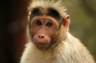 Древнеримские офицеры баловали своих домашних обезьян