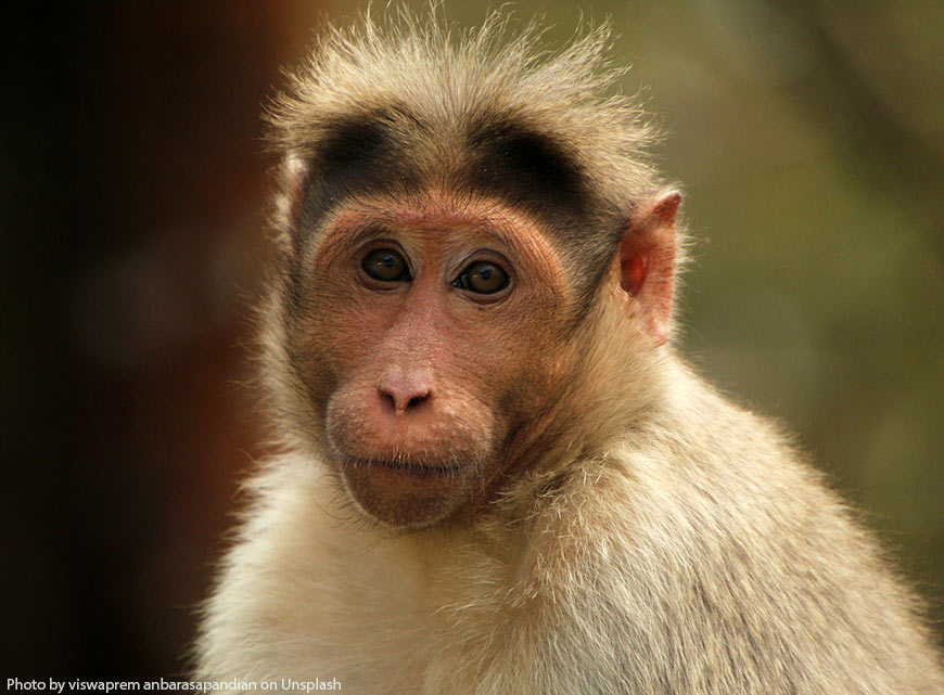 Древнеримские офицеры баловали своих домашних обезьян