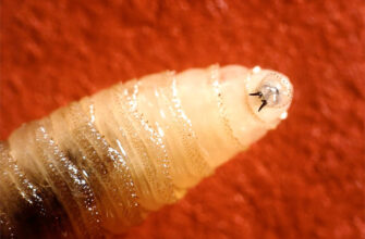 Черви-людоеды вновь приближаются к южным границам США