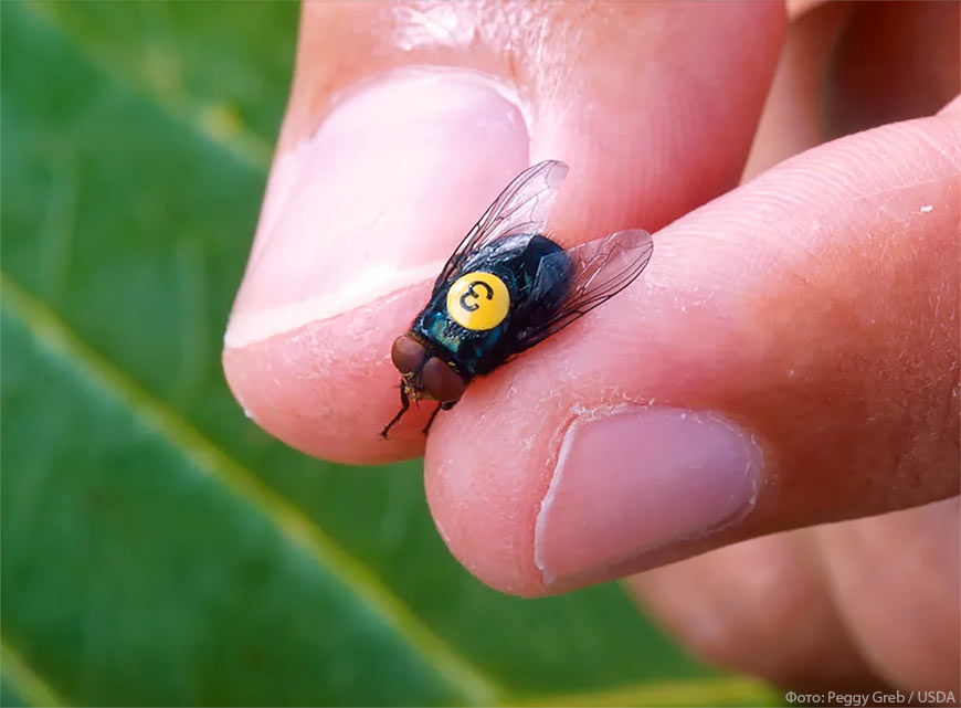 Чтобы уничтожить вредителя, американские власти выпустили на волю множество стерильных мух-самцов, подобных этому.