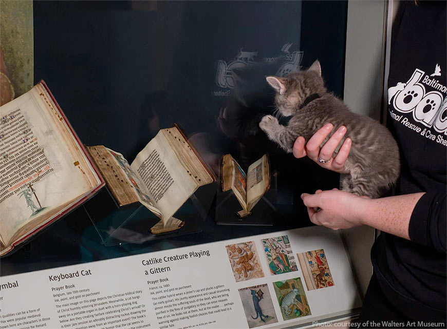 Котёнок - посетитель художественного музея Уолтерса