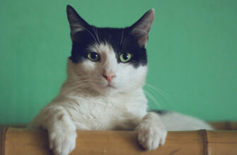 Для мужчин кошки мяукают громче