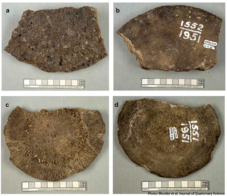 Костяные пластины (UAMN3760 и UAMN3724) из Музея Севера Университета Аляски.