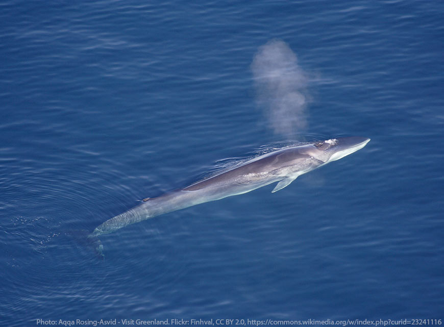Финвал, известный также как сельдяной кит и обыкновенный полосатик