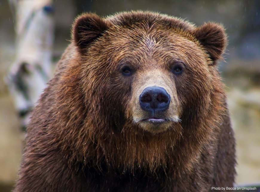 Шкура пещерного медведя напоминала пончо